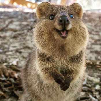 Quokka